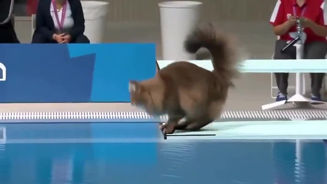 What if cats were olympic divers?