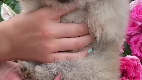 Crazy Animals Funniest Animal Moments 🐾