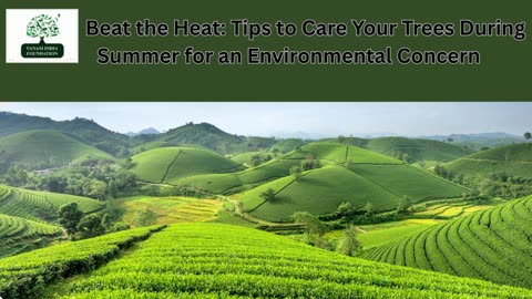 Beat the Heat: Tips to Care Your Trees During Summer for an Environmental Concern