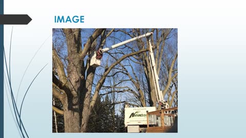 Best Tree Pruning in Pottageville