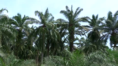 Old trees and aging farmers worsen outlook for top palm oil exporters
