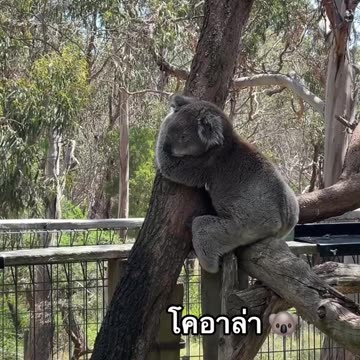 Australian koala sleeping for 22 hours