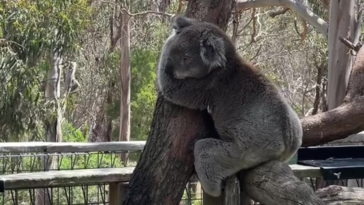 Australian koala sleeping for 22 hours