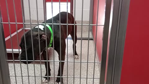 Arya 2y A837868 kennel 62 pod 3 PACC shelter she took a lot of sun baths, drank & came near some VID_20250423_134247619