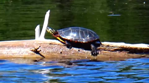 Painted Turtle