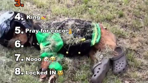 This dog just won the internet today 😭🤣