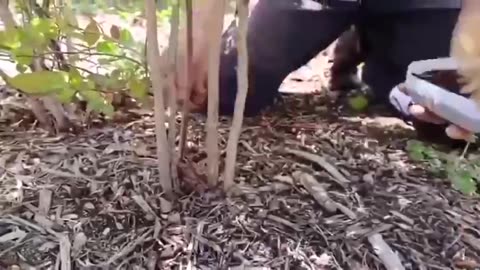 10 FREE GARDEN HACKS 🤯USING HOUSEHOLD ITEMS!