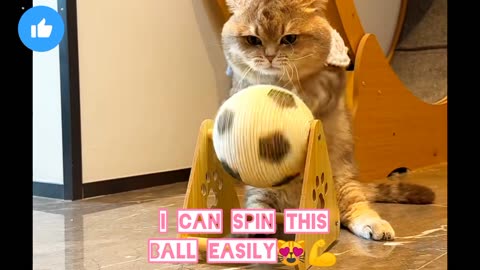 This cat spinning fast the ball😻💪