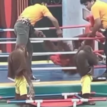 funny funny videos funny jokes funny animals funny memes funny movies funny bone funny pictures