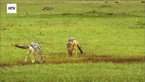 Jungle Battles: Power, Strategy & Instinct