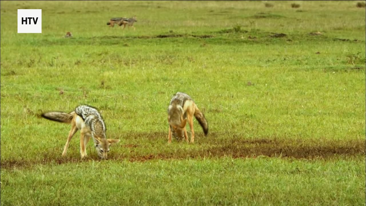 Jungle Battles: Power, Strategy & Instinct