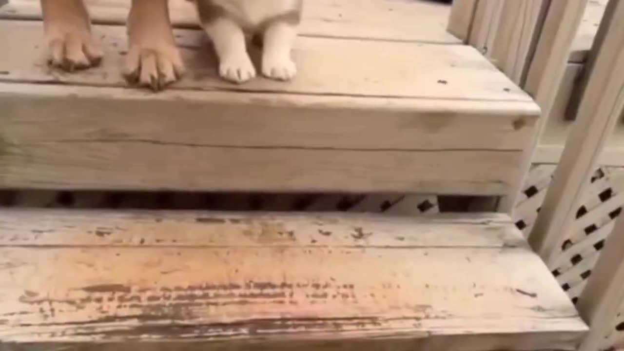 🐱✨ Adorable Cats | Laugh & Melt Your Heart with Funny Clips!