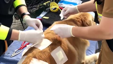 A dog with bad owner with a car accident second chance