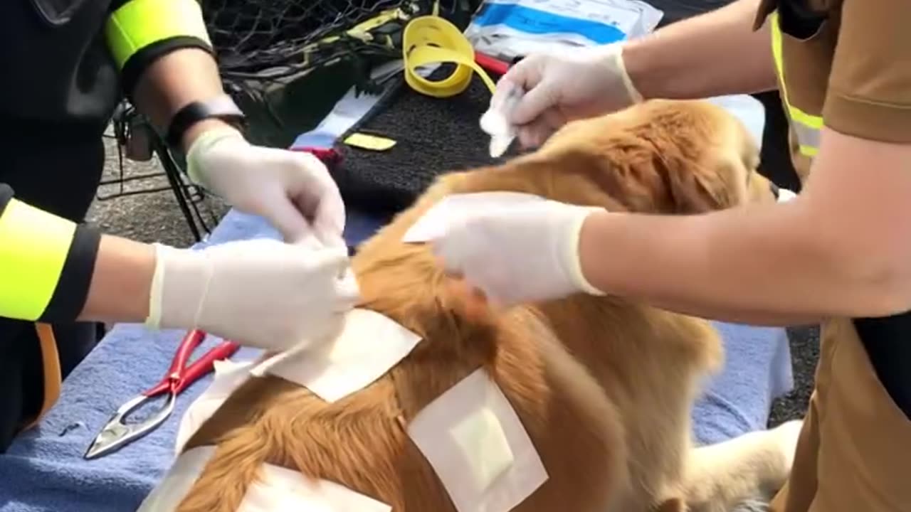 A dog with bad owner with a car accident second chance