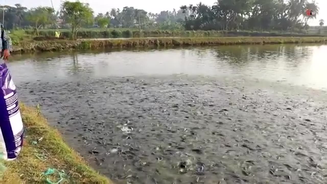 Fish Farming