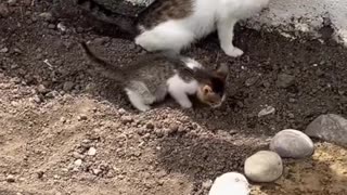 Funny animals