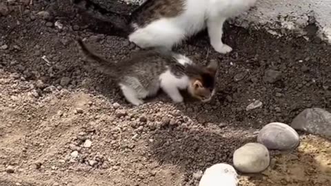 Funny animals