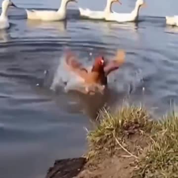 Chicken attempts to follow ducks into water, ducks feel bad, come back to join chicken on land