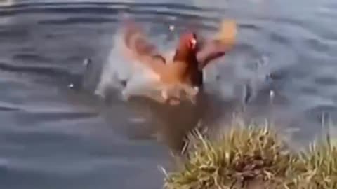 Chicken attempts to follow ducks into water, ducks feel bad, come back to join chicken on land
