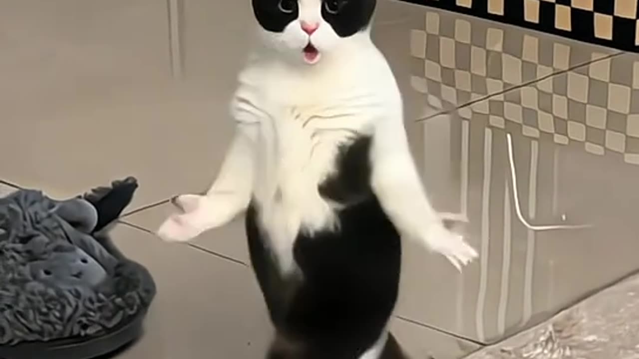 Can your cat dance?