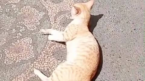 ☀️ Sunbathing Sibling Cats Gone Wild! 😂 Cute Chaos in the Backyard 🌿🐾