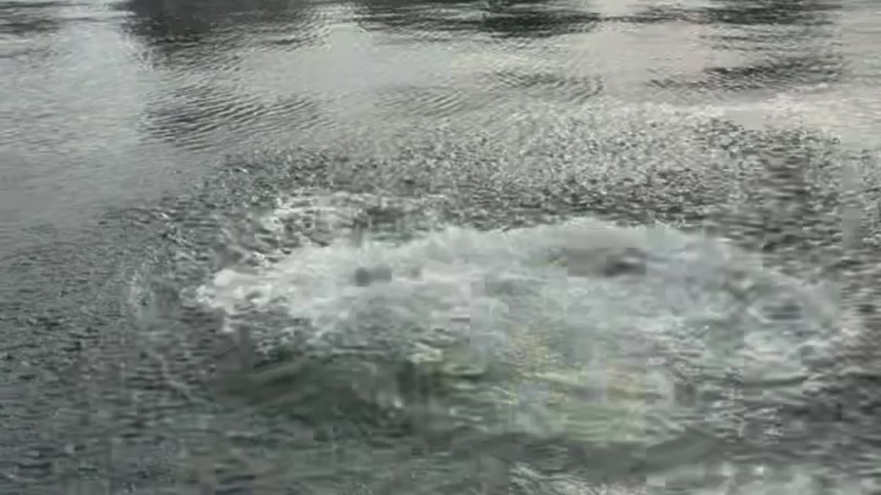 “A fish!”