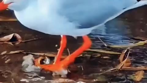 Birds Funny Dance ।। Comedy।।#shorts #shortfeeds #rumbleshorts #viral #trending