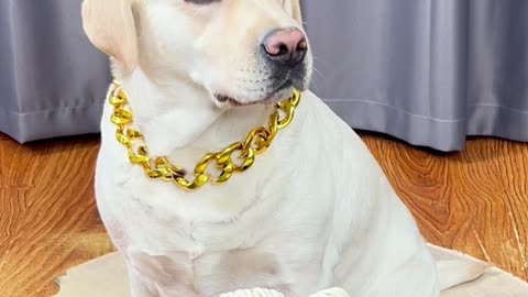 狗子：一点都不公平，让狗防不胜防… Dog: It's not fair at all, so that the dog can't be guarded against...