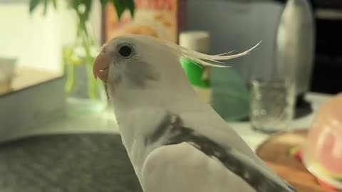 My Parrot Has One Message for Today: "Don't Worry, Be Happy!"