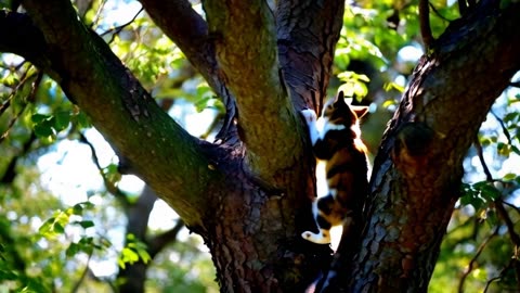 Cat climbing tree