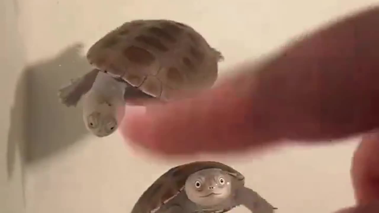 Haha... How adorable they are!! 😂🤣