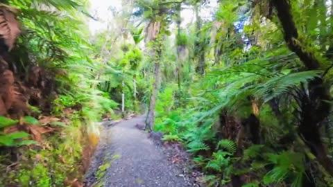 Lower Te Piringa track at Cascade Kauri - Waitakere