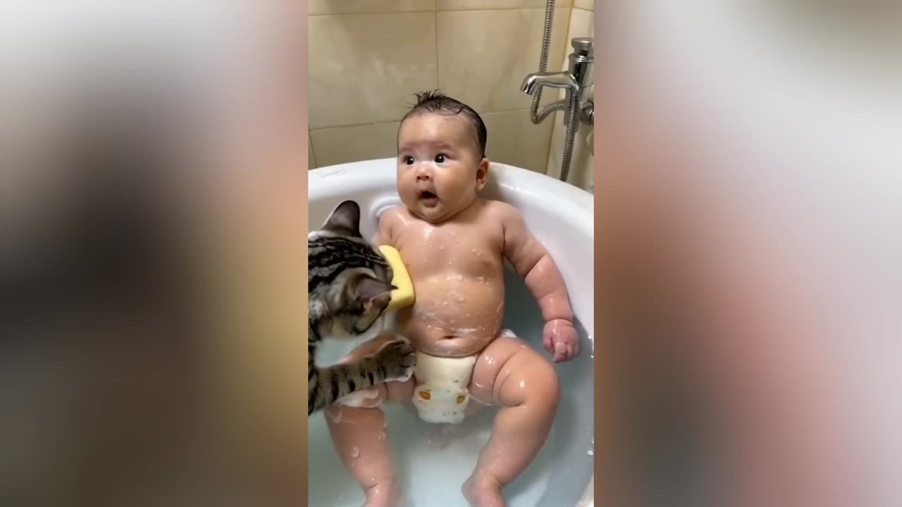 Funny Cute cat story