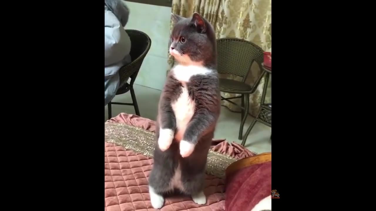 Hilarious Animal Fails You Can't Miss!