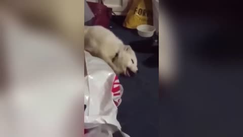 THE FUNNIEST CATS AND DOGS