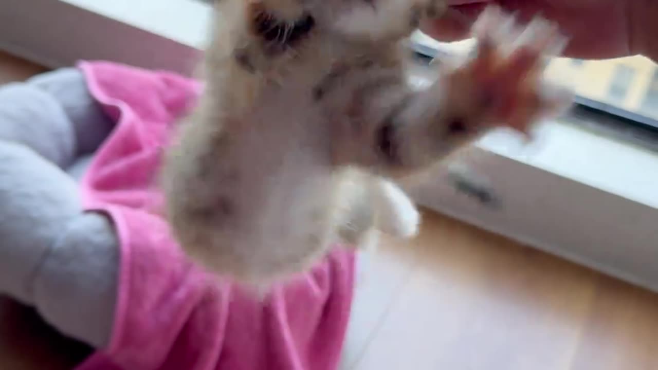 Spinning orange cat