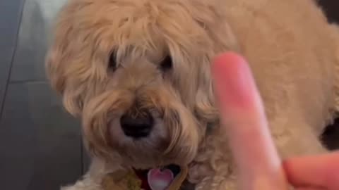 My Dog reaction with Middle finger 🖕🐶