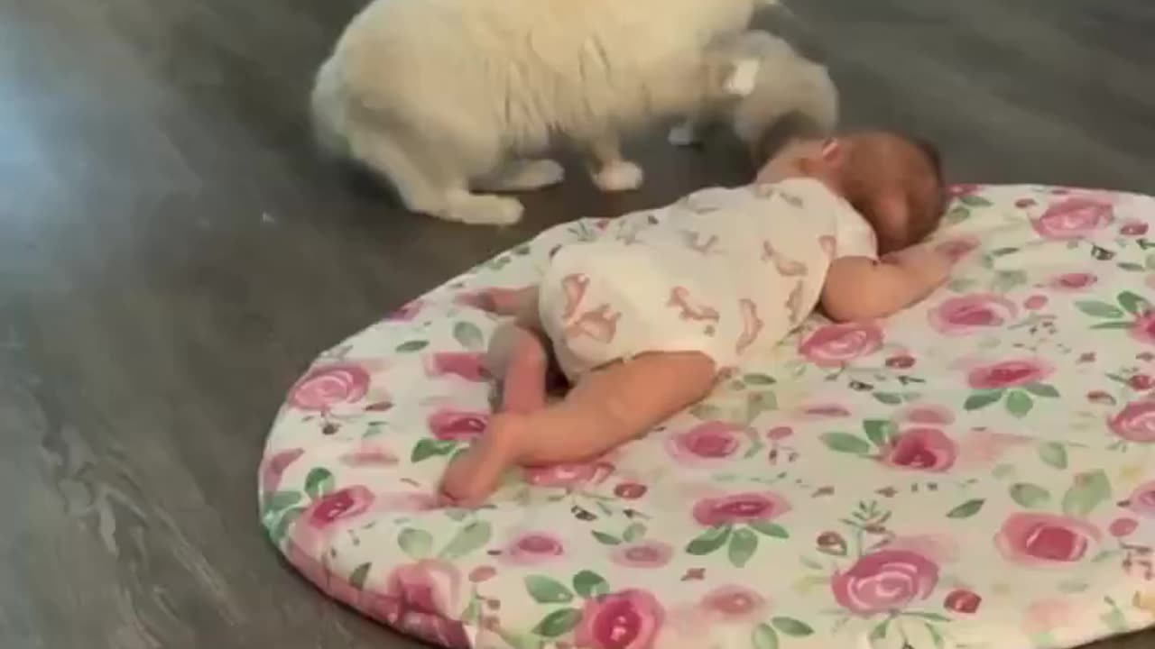The Internet’s True Rulers: Cats