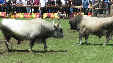 Rogeša od Andrića vs Macan od Šišića Bijelo Polje Kakanj 2025