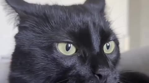 Amazing moment with cats