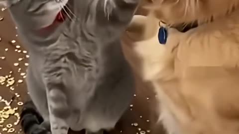 Funny Pats | Share #funnycats #catvideos #securitycamera