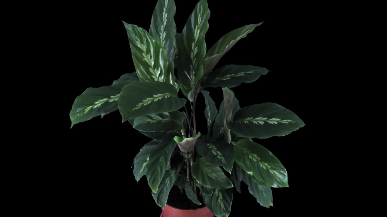 Snake Plant Care in Summer