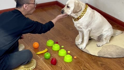 狗子到底是不是色盲？Are dogs colorblind?