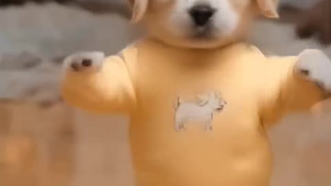 Dancing Puppy Deli 🐶😂 Cute Dog Shows Off Dance Moves