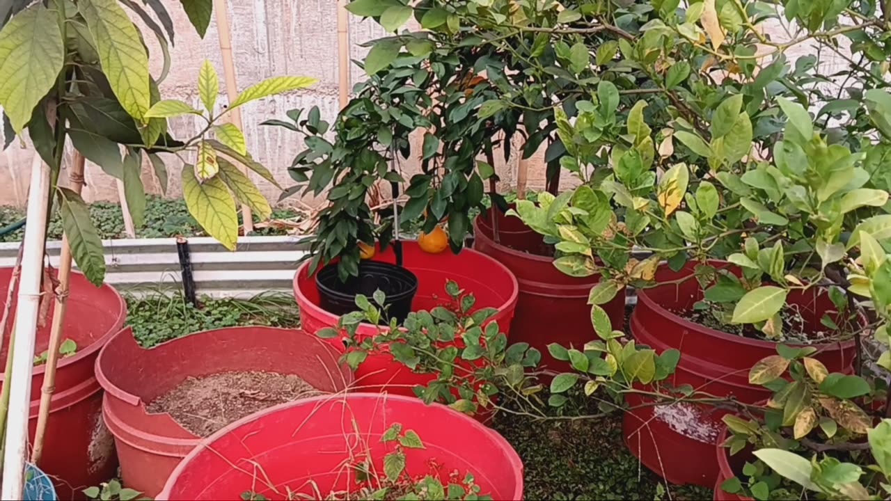 Vego beds, current and future.