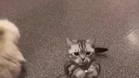 Funny 🤣 cat