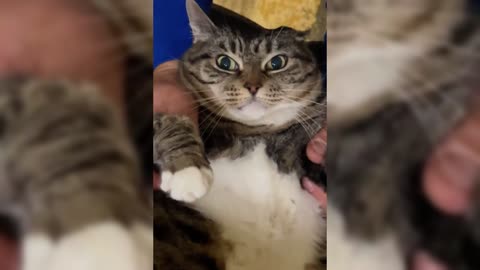 Cat's powerlessness😿💔