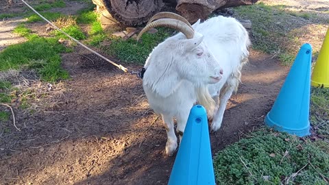 大晦日前の山羊さんの動画