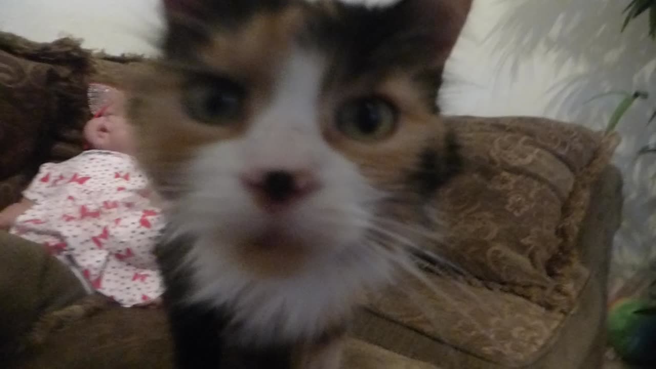 Beautiful cat SNIFFS camera! ADORABLE OVERLOAD!