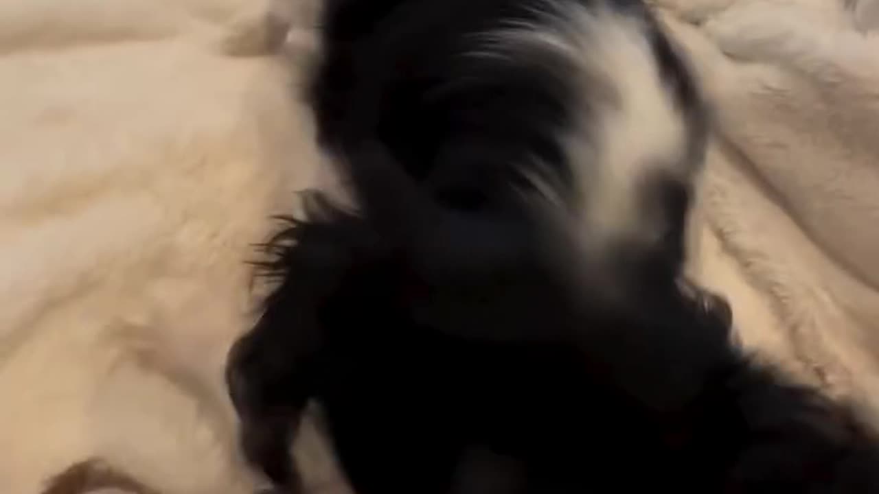 Playing Puppies Make the Cutest Noises